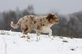 BERGER AUSTRALIEN PUPPIES 434